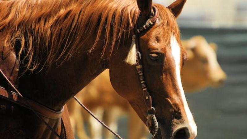 Centro Turismo Equestre Roversella