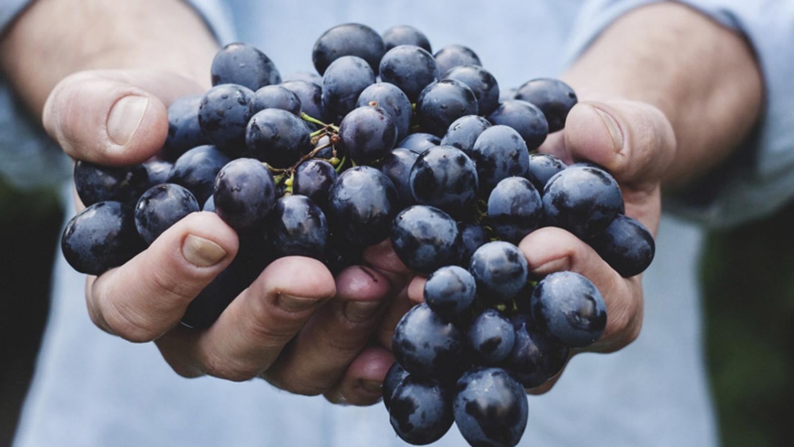 foto di un grappolo di uva nera