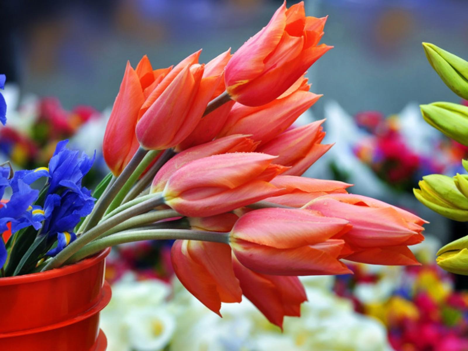 Calderara in fiore