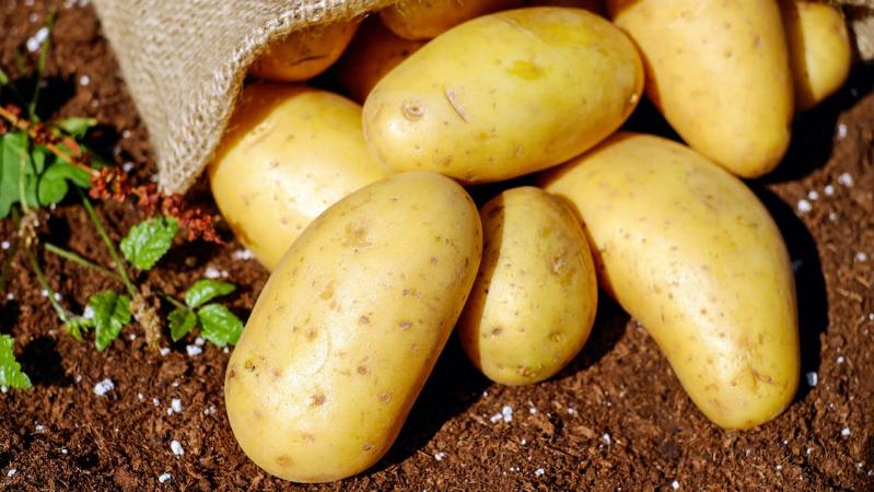 The history of the potato growing