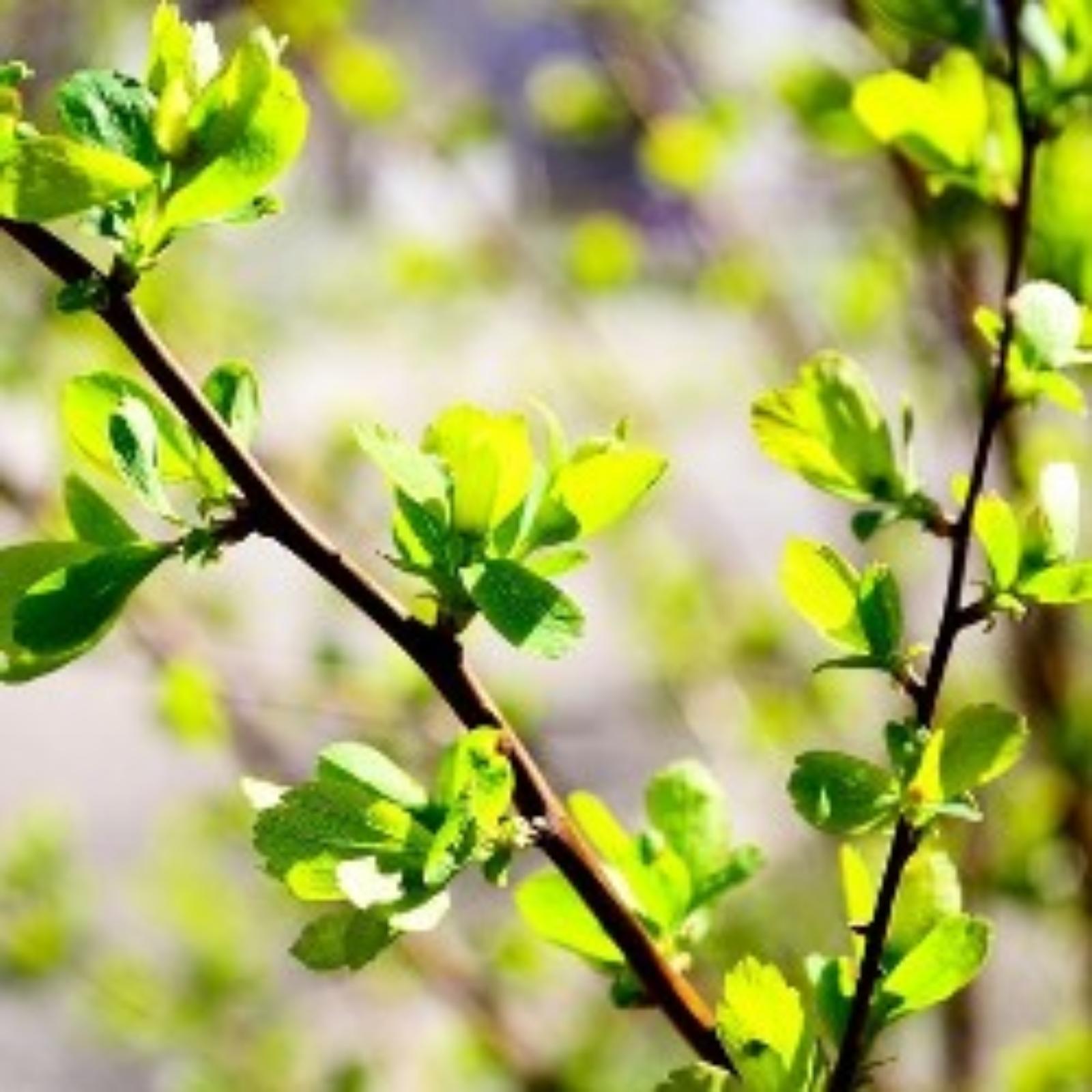 La natura si risveglia