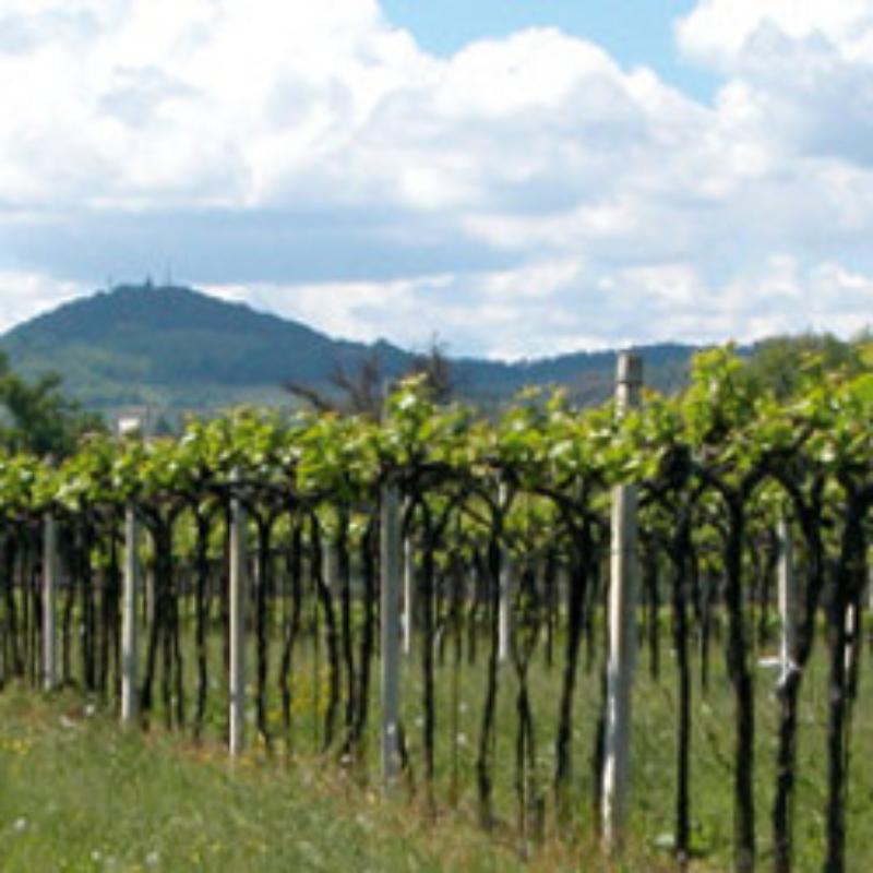 A wine farm since 1877