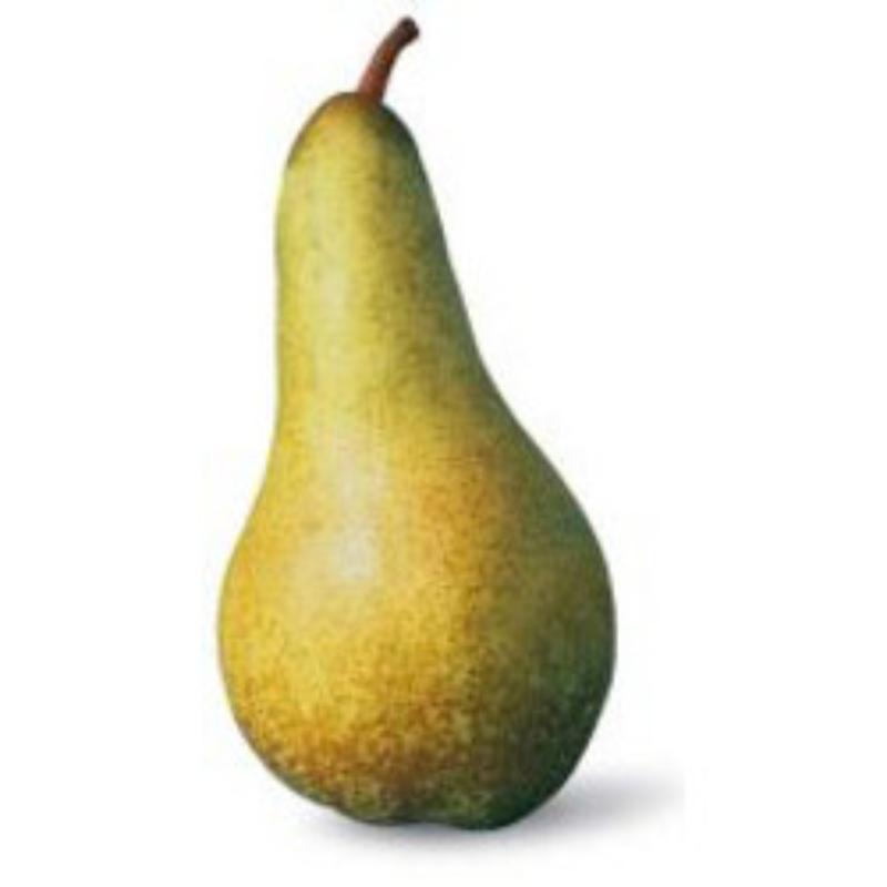PGI pears of Emilia-Romagna