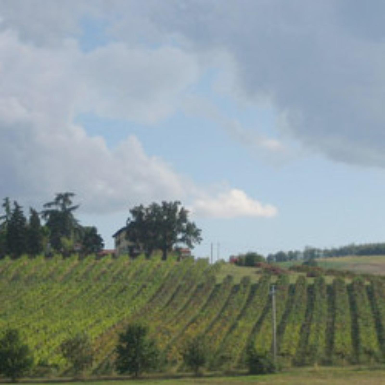 The Bella Vista wine farm